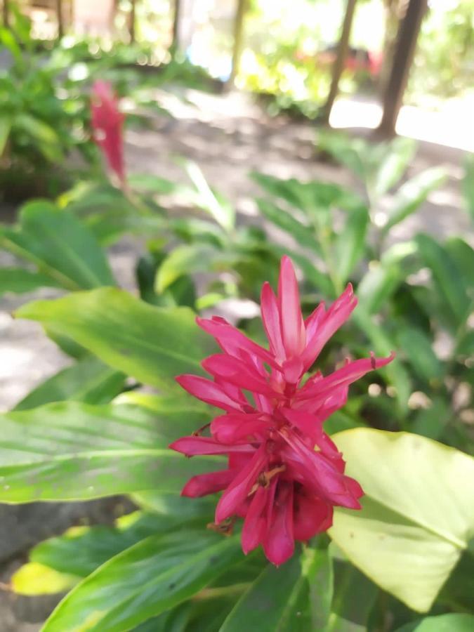 Pousada Tamarindos Barra Grande  Ngoại thất bức ảnh